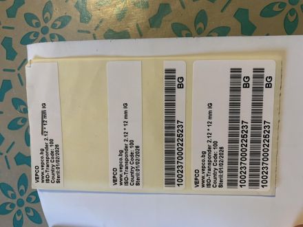 Französische Bulldogge