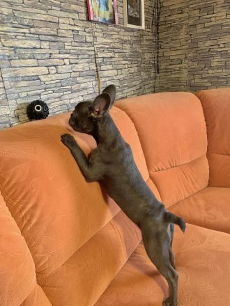 Französische Bulldogge