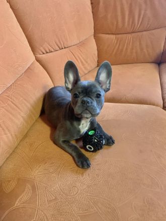 Französische Bulldogge