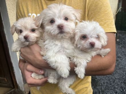 Bolonka Zwetna Welpen ab 1000.- mit Papiere !