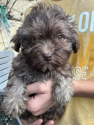 Bolonka Rüde : Yacko vom Sebnitztal,