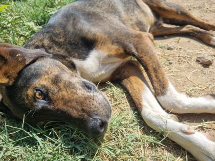 Samu stiehlt dein Herz