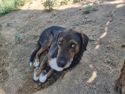 Samu stiehlt dein Herz