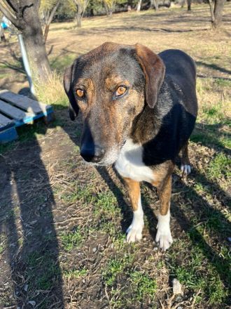 Samu stiehlt dein Herz