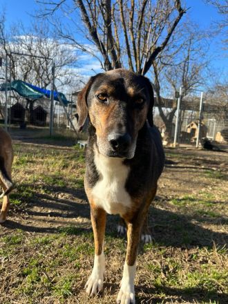 Samu stiehlt dein Herz