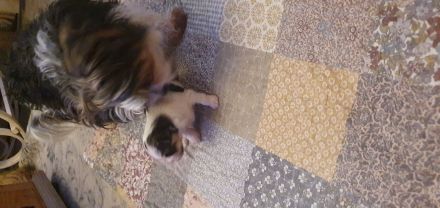 Biewer Jorkshire Terrier Malteser Mix