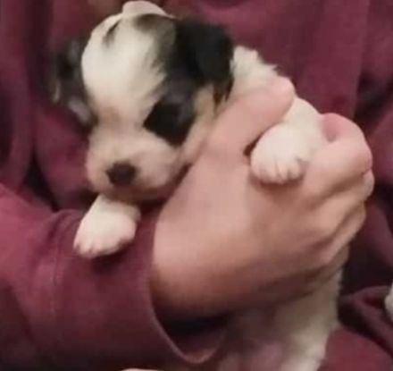 Biewer Jorkshire Terrier Malteser Mix