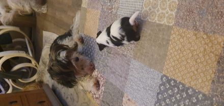 Biewer Jorkshire Terrier Malteser Mix