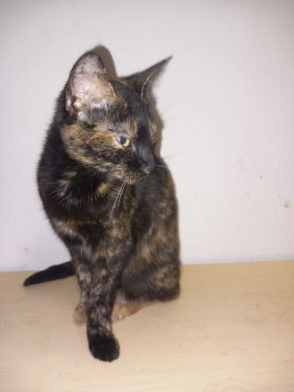 Geben unsere Katzen und Kater in gute Hände