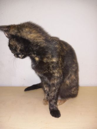 Geben unsere Katzen und Kater in gute Hände