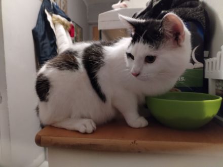 Geben unsere Katzen und Kater in gute Hände