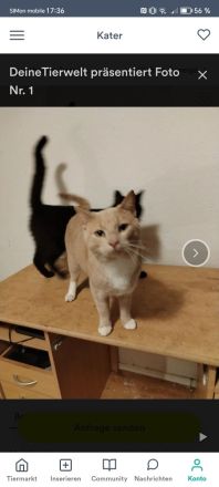 Geben unsere Katzen und Kater in gute Hände