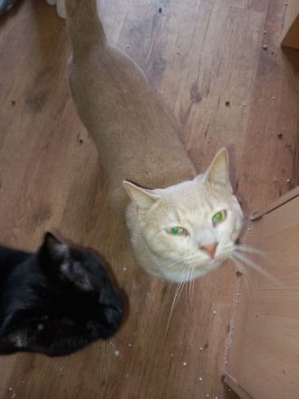 Geben unsere Katzen und Kater in gute Hände