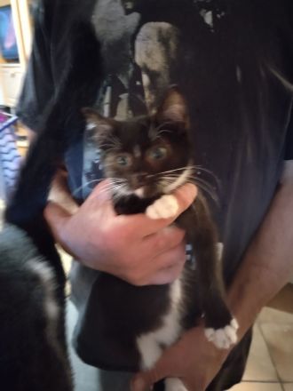 Geben unsere Katzen und Kater in gute Hände