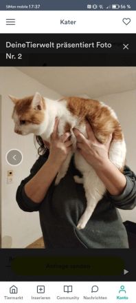 Geben unsere Katzen und Kater in gute Hände