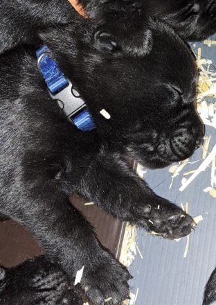 Süße Labradorwelpen