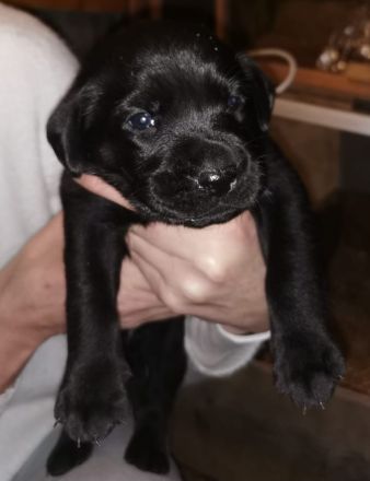 Süße Labradorwelpen