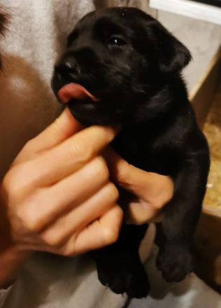 Süße Labradorwelpen