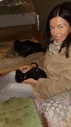 Süße Labradorwelpen