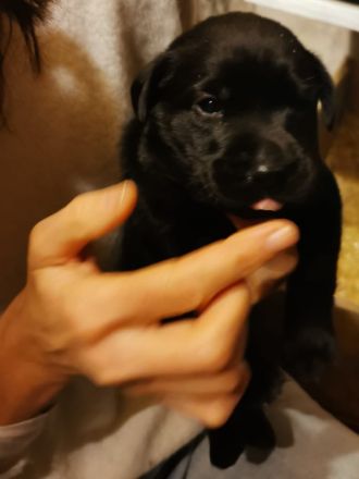 Süße Labradorwelpen