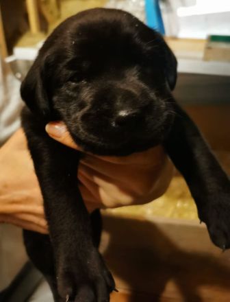 Süße Labradorwelpen