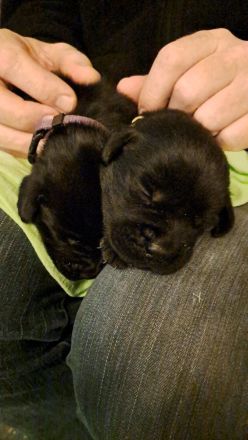 Süße Labradorwelpen