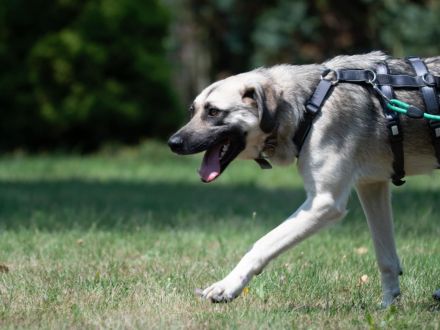 Schlappöhrchen ELOY sucht seine Lieblingsmenschen!