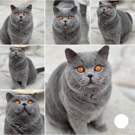 Britisch Kurzhaar- Reinrassig