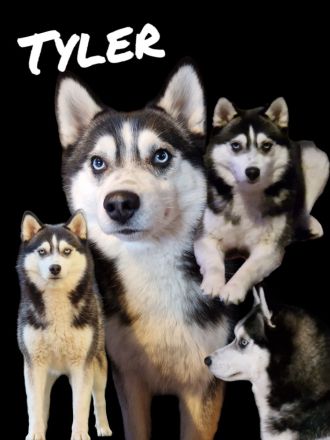 Pomsky Minihusky Welpen mit Papieren