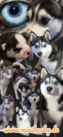 Pomsky Minihusky Welpen mit Papieren