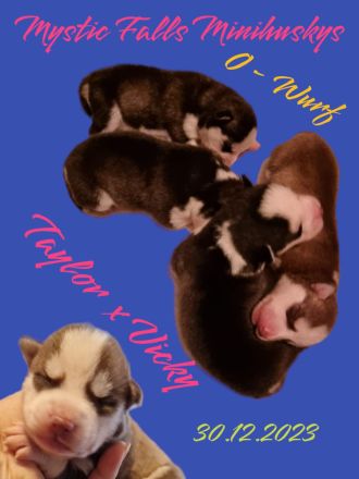 Pomsky Minihusky Welpen mit Papieren