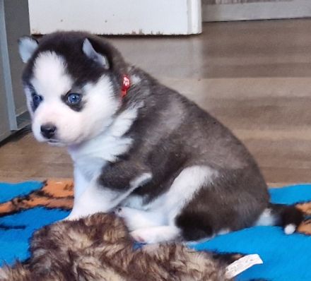 Pomsky Minihusky Welpen mit Papieren