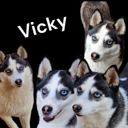 Pomsky Minihusky Welpen mit Papieren