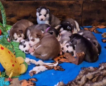 Pomsky Minihusky Welpen mit Papieren