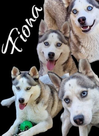 Pomsky Minihusky Welpen mit Papieren