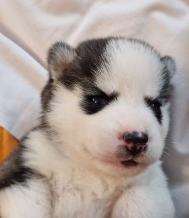 Pomsky Minihusky Welpen mit Papieren