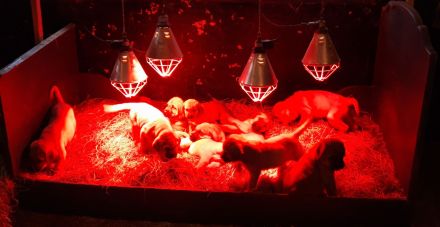 tolle Broholmer Welpen