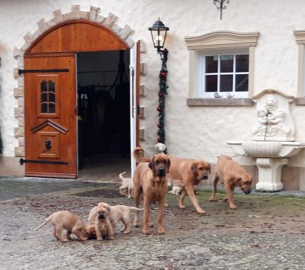 tolle Broholmer Welpen