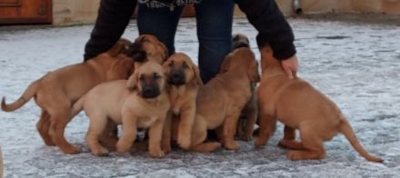 tolle Broholmer Welpen