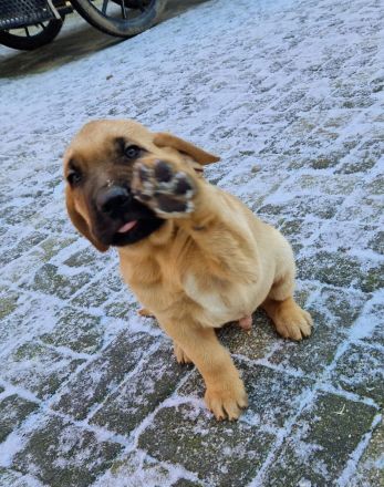 tolle Broholmer Welpen