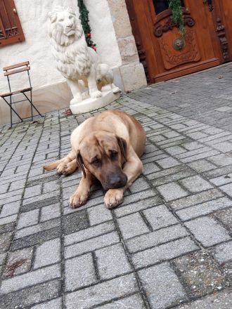 tolle Broholmer Welpen