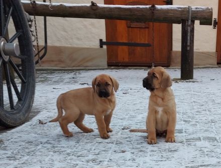 tolle Broholmer Welpen