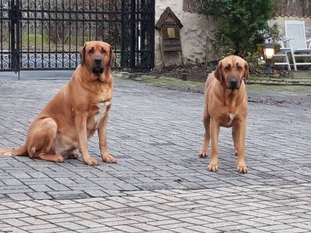 tolle Broholmer Welpen