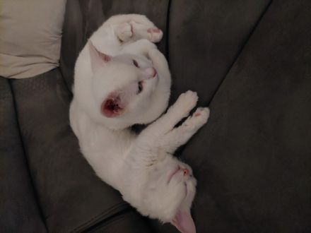 Katze Türkische angora Mädchen und Jnge zusammen und einzeln abzugeben