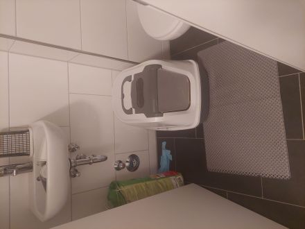 Katze Türkische angora Mädchen und Jnge zusammen und einzeln abzugeben