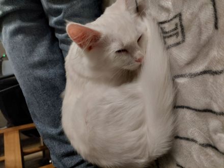 Katze Türkische angora Mädchen und Jnge zusammen und einzeln abzugeben