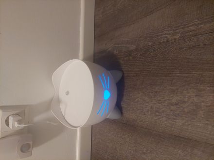 Katze Türkische angora Mädchen und Jnge zusammen und einzeln abzugeben