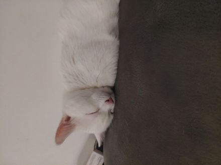 Katze Türkische angora Mädchen und Jnge zusammen und einzeln abzugeben