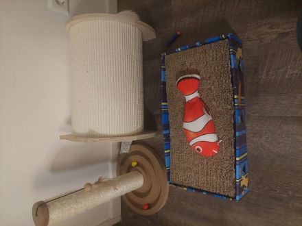 Katze Türkische angora Mädchen und Jnge zusammen und einzeln abzugeben