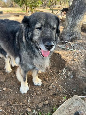 Sparta-Kuscheliger Bär sucht seine Menschen.